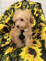Jax , a male Yorkipoo for sale in Merritt Island, FL – 7 of 7