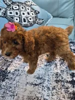 Scarlett, a female Poodle - Miniature  for sale in Merritt Island, FL – 2 of 6