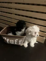 Snowball, a male Bichon Frise and Shihpoo for sale in Baltimore, MD – 3 of 4
