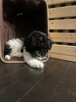 Oreo, a male Bichon Frise and Shihpoo for sale in Baltimore, MD – 2 of 4