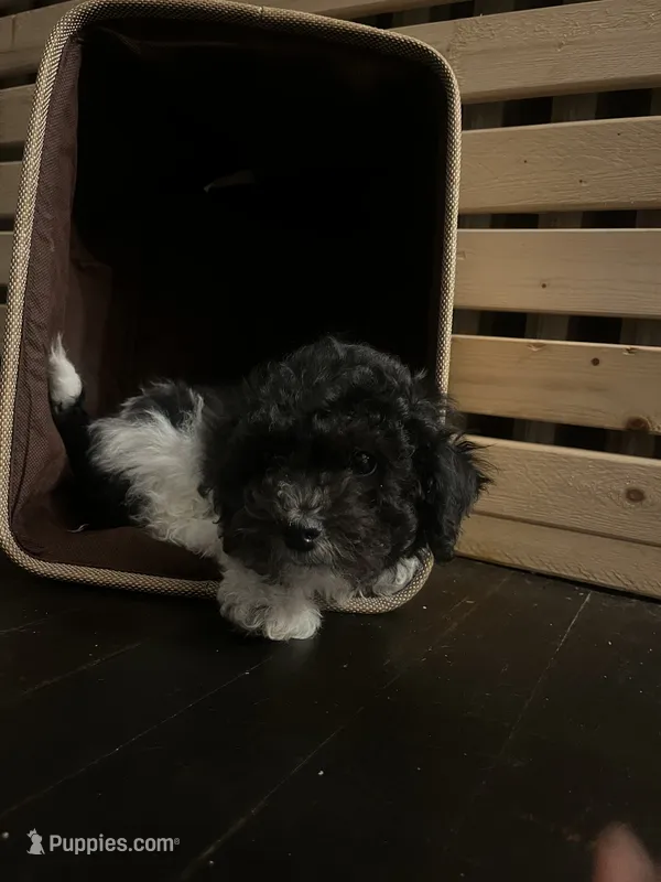 Oreo – Bichon Frise, Shihpoo puppy for sale in Baltimore, MD