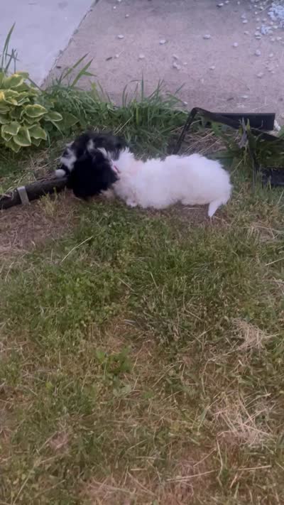 Oreo, a male Bichon Frise and Shihpoo for sale in Baltimore, MD – 4 of 4
