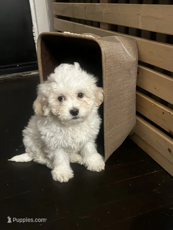 Snowball – Bichon Frise, Shihpoo puppy for sale in Baltimore, MD