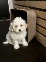 Snowball, a male Bichon Frise and Shihpoo for sale in Baltimore, MD – 1 of 4