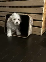 Snowball, a male Bichon Frise and Shihpoo for sale in Baltimore, MD – 2 of 4