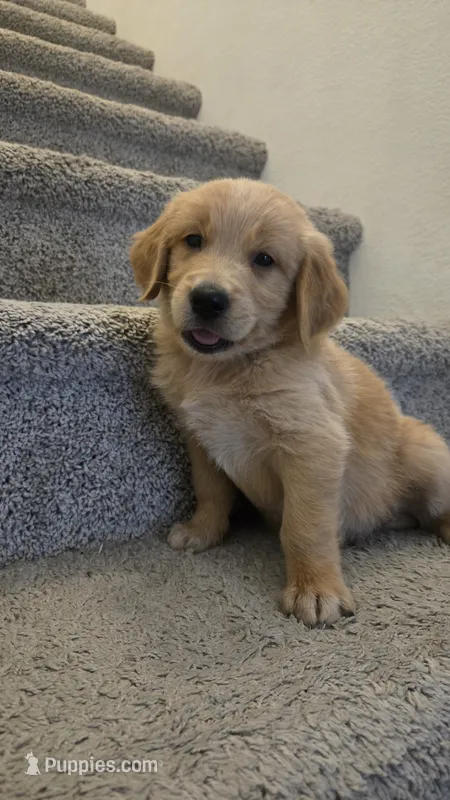 Blue, a male Golden Retriever for sale in Phoenix, AZ – 1 of 3