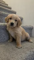 Blue, a male Golden Retriever for sale in Phoenix, AZ – 2 of 3