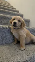 Blue, a male Golden Retriever for sale in Phoenix, AZ – 3 of 3