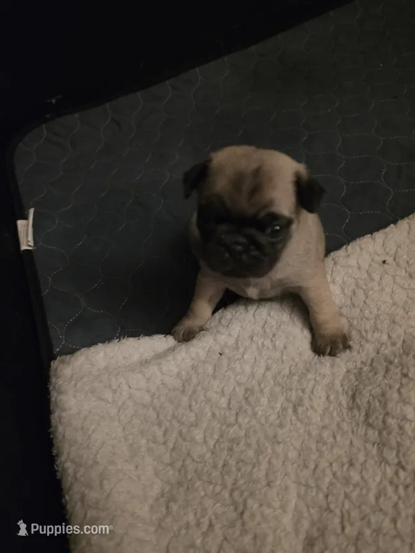 Miss Pink – Pug puppy for sale in Hope Mills, NC
