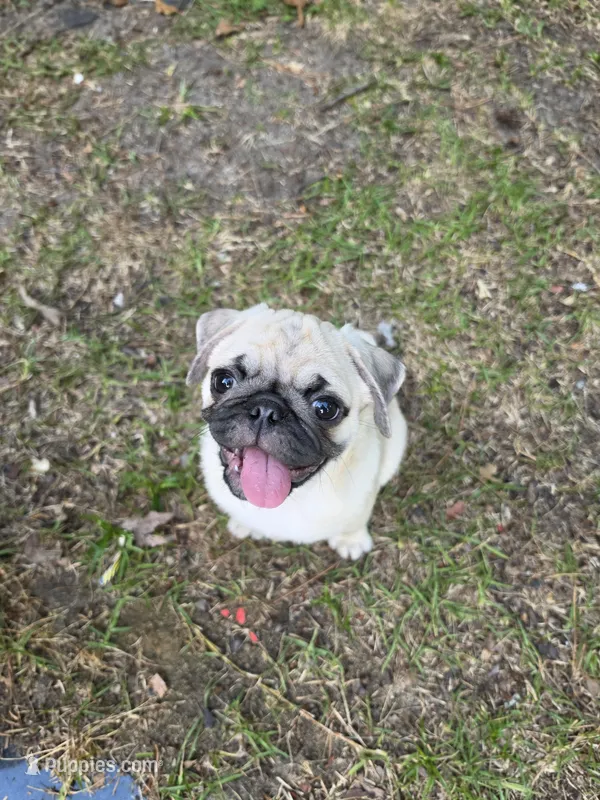 Mr Pink – Pug puppy for sale in Hope Mills, NC