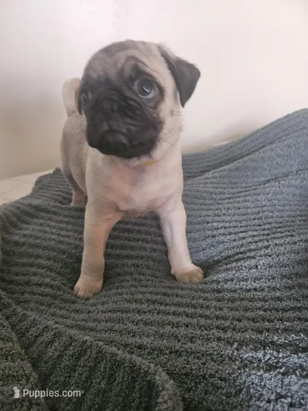 Mr Yellow – Pug puppy for sale in Hope Mills, NC