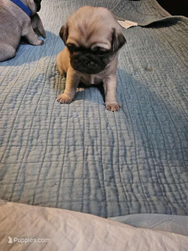Miss Pink, a female Pug for sale in Hope Mills, NC – Photo 1 of 1