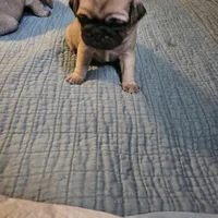 Mr White, a male Pug for sale in Hope Mills, NC – Photo 2 of 2