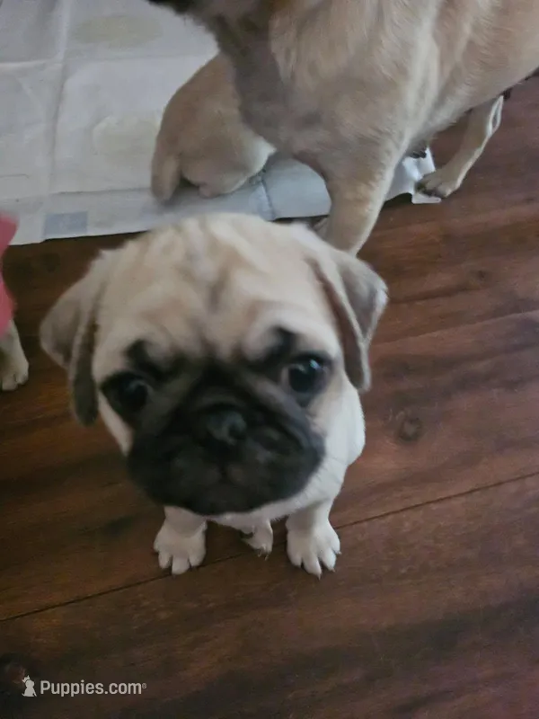 Mr White – Pug puppy on hold in Hope Mills, NC