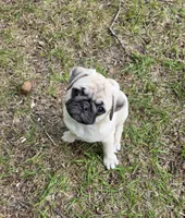 Mr Pink, a male Pug for sale in Hope Mills, NC – Photo 3 of 3