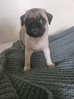 Mr Yellow, a male Pug for sale in Hope Mills, NC – Photo 2 of 2