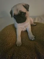 Mr White, a male Pug for sale in Hope Mills, NC – Photo 1 of 2