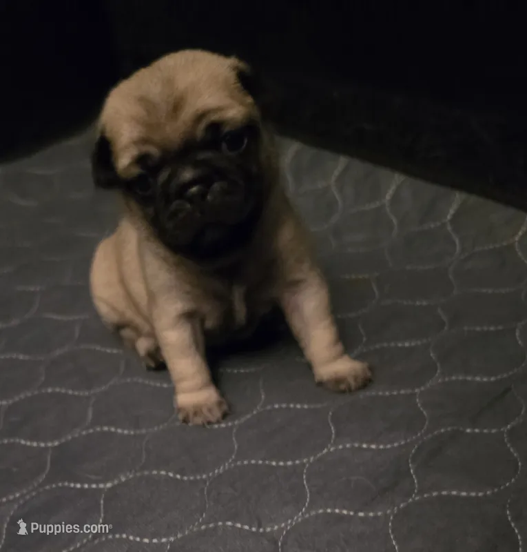 Miss Lavender  – Pug puppy for sale in Hope Mills, NC