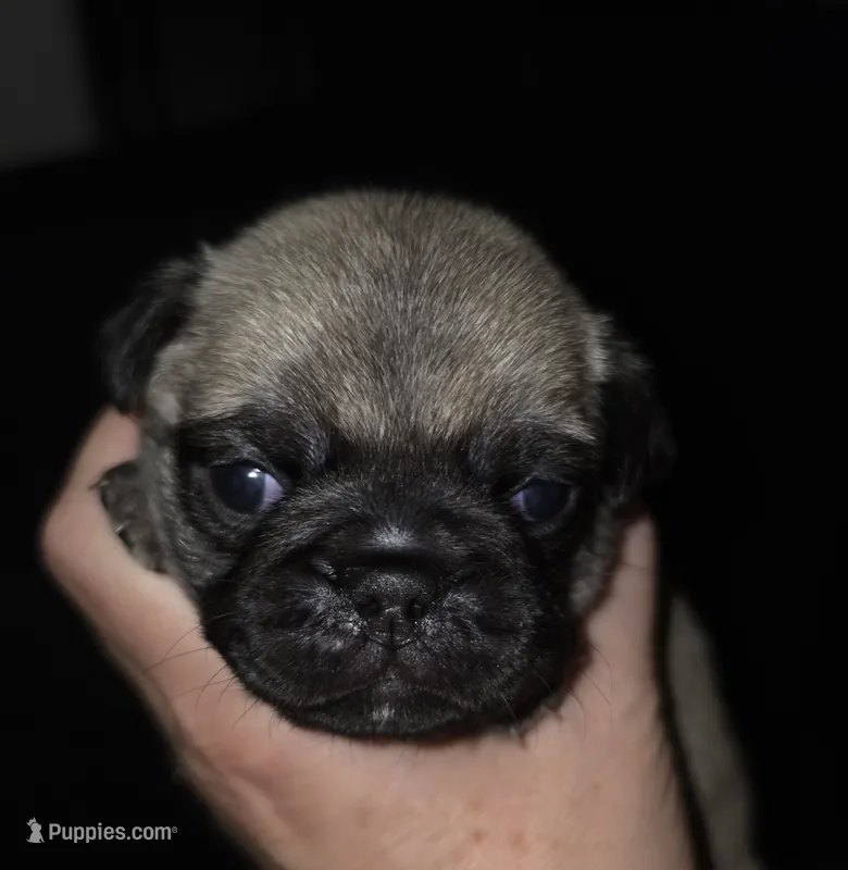 Miss Yellow – Pug puppy for sale in Hope Mills, NC