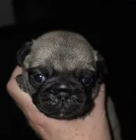 Miss Yellow, a female Pug for sale in Hope Mills, NC – 1 of 1