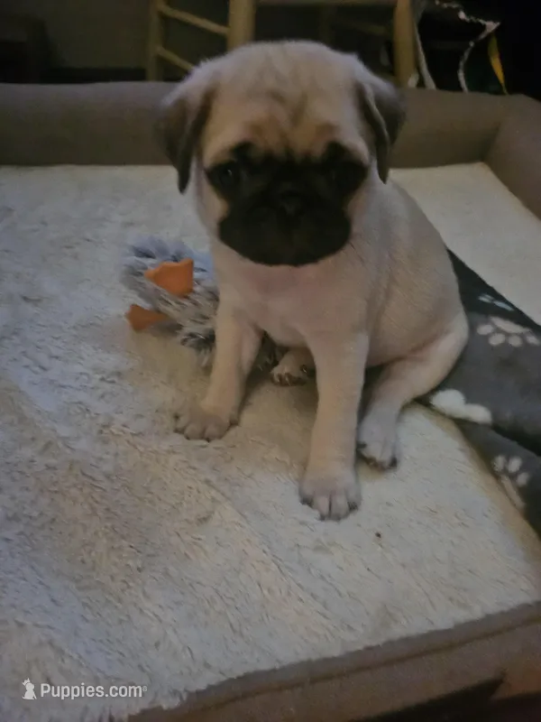 Mr Green – Pug puppy for sale in Hope Mills, NC