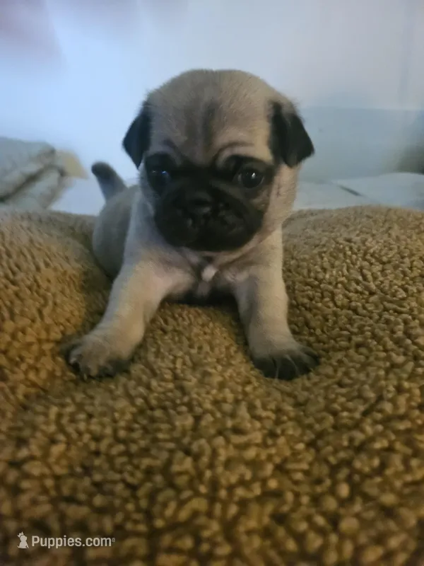 Mr Green, a male Pug for sale in Hope Mills, NC – Photo 1 of 1