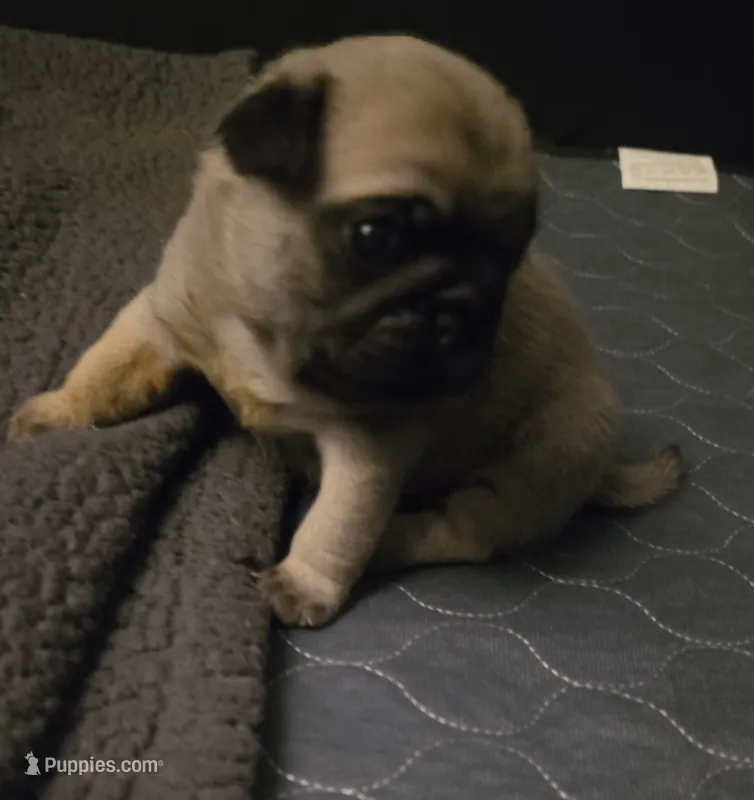 Mr. Green – Pug puppy for sale in Hope Mills, NC