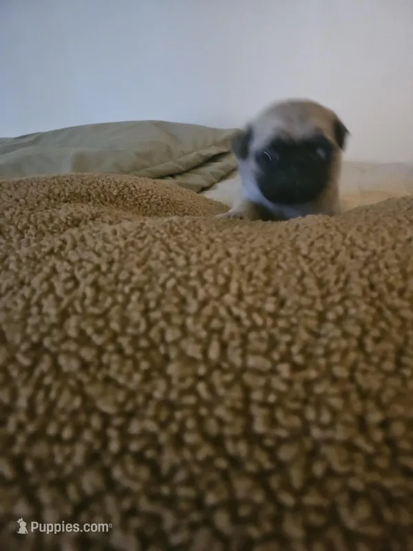 Mr White, a male Pug for sale in Hope Mills, NC – Photo 1 of 1