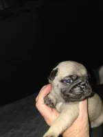 Miss Lavender , a female Pug for sale in Hope Mills, NC – 2 of 2