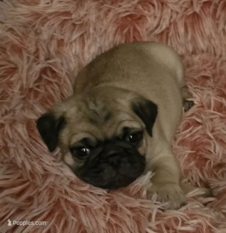 Miss Lavender  – Pug puppy for sale in Hope Mills, NC