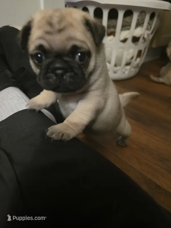 Miss Yellow – Pug puppy for sale in Hope Mills, NC