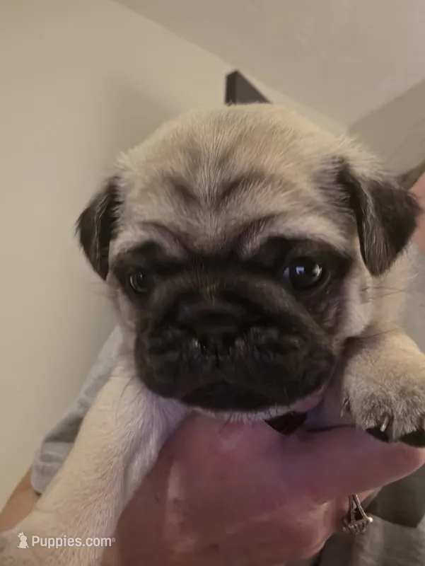 Mr. Green – Pug puppy for sale in Hope Mills, NC
