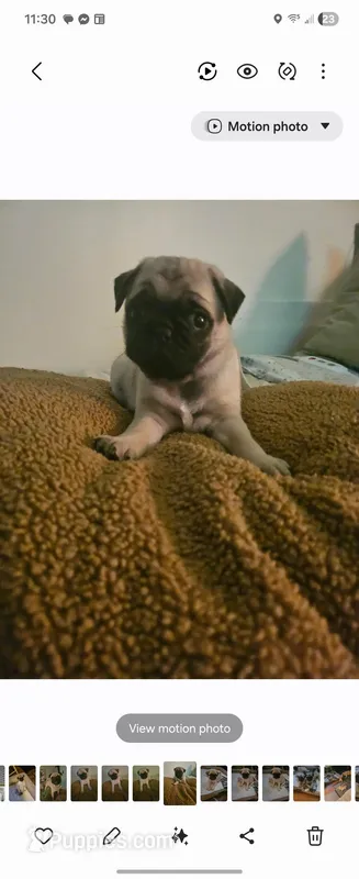 Mr Green – Pug puppy for sale in Hope Mills, NC