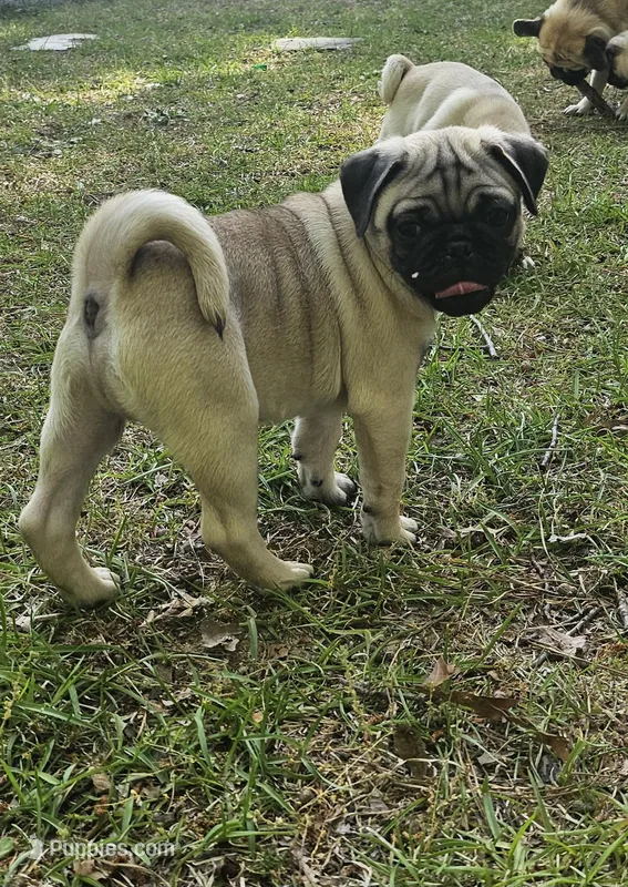 Mr Green – Pug puppy for sale in Hope Mills, NC