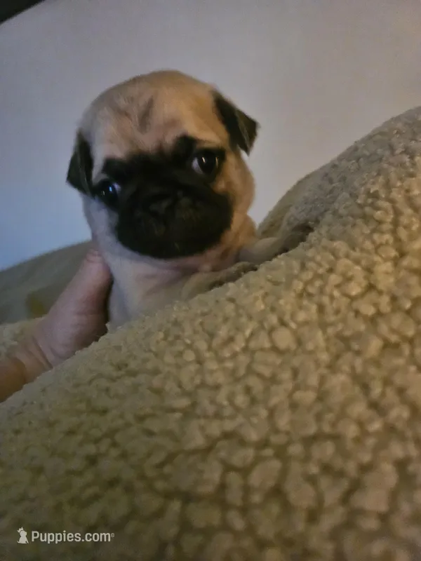 Mr Hot Pink, a male Pug for sale in Hope Mills, NC – Photo 1 of 1