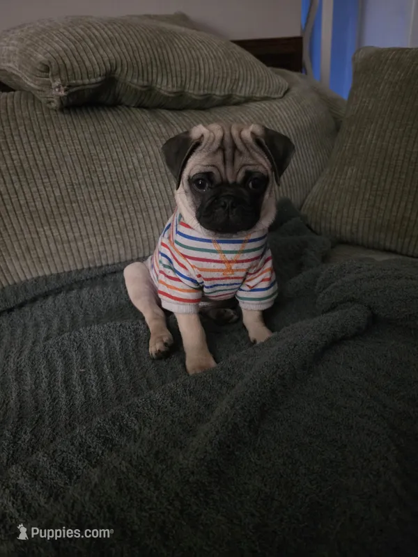 Mr Green – Pug puppy on hold in Hope Mills, NC