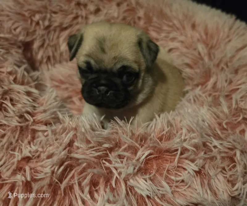 Miss Pink – Pug puppy for sale in Hope Mills, NC
