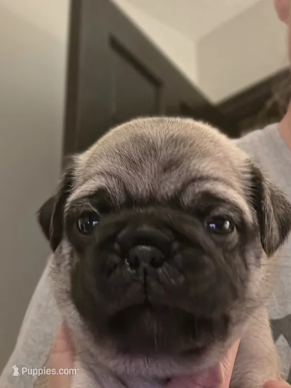 Mr. Baby Blue – Pug puppy for sale in Hope Mills, NC