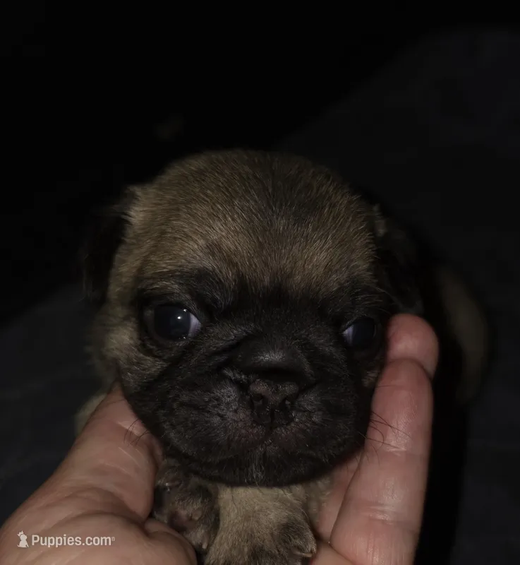 Mr. Baby Blue – Pug puppy for sale in Hope Mills, NC