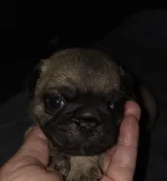 Mr. Baby Blue, a male Pug for sale in Hope Mills, NC – 1 of 1