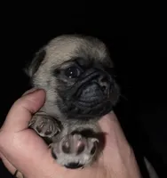 Miss Pink, a female Pug for sale in Hope Mills, NC – 1 of 1