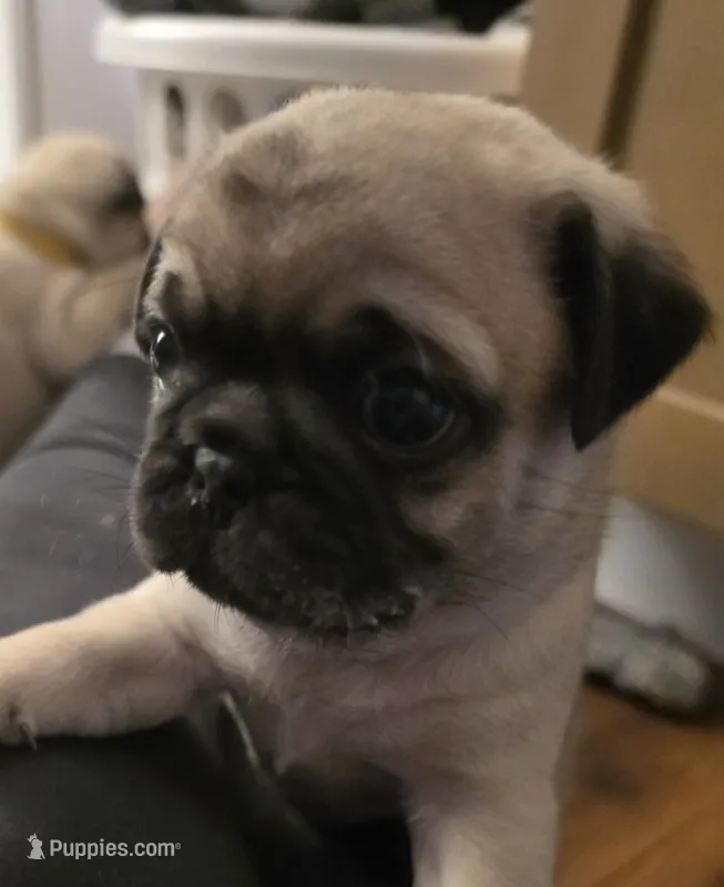 Mr. Baby Blue – Pug puppy for sale in Hope Mills, NC