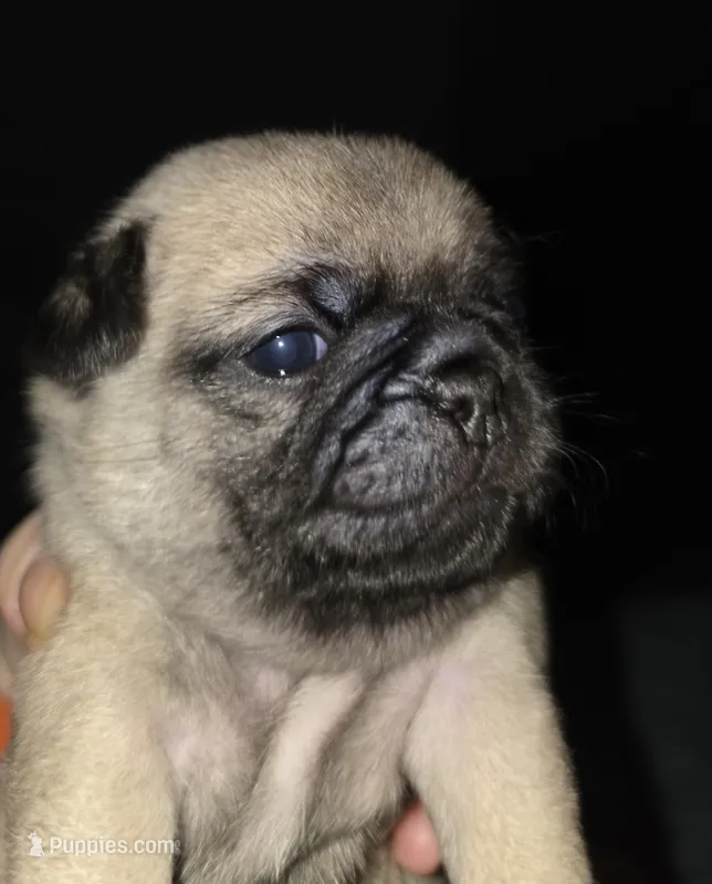 Miss Lavender  – Pug puppy for sale in Hope Mills, NC