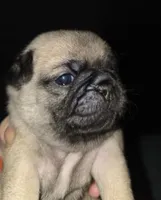 Miss Lavender , a female Pug for sale in Hope Mills, NC – 1 of 2
