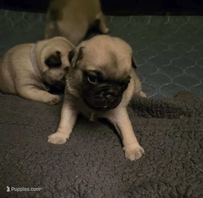Miss Pink – Pug puppy for sale in Hope Mills, NC