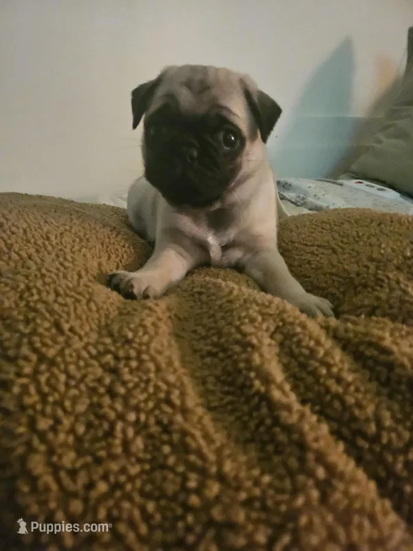Mr Purple  – Pug puppy for sale in Hope Mills, NC