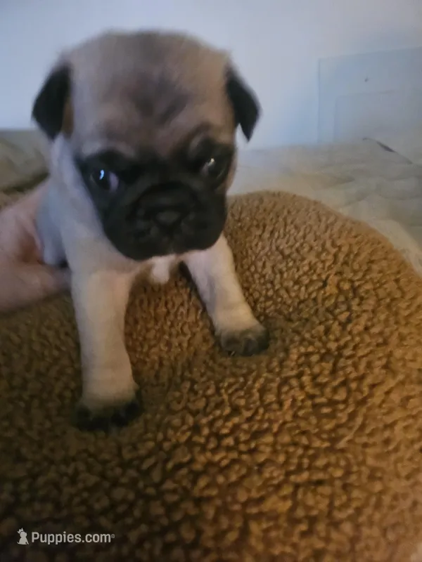Mr Purple , a male Pug for sale in Hope Mills, NC – Photo 1 of 1