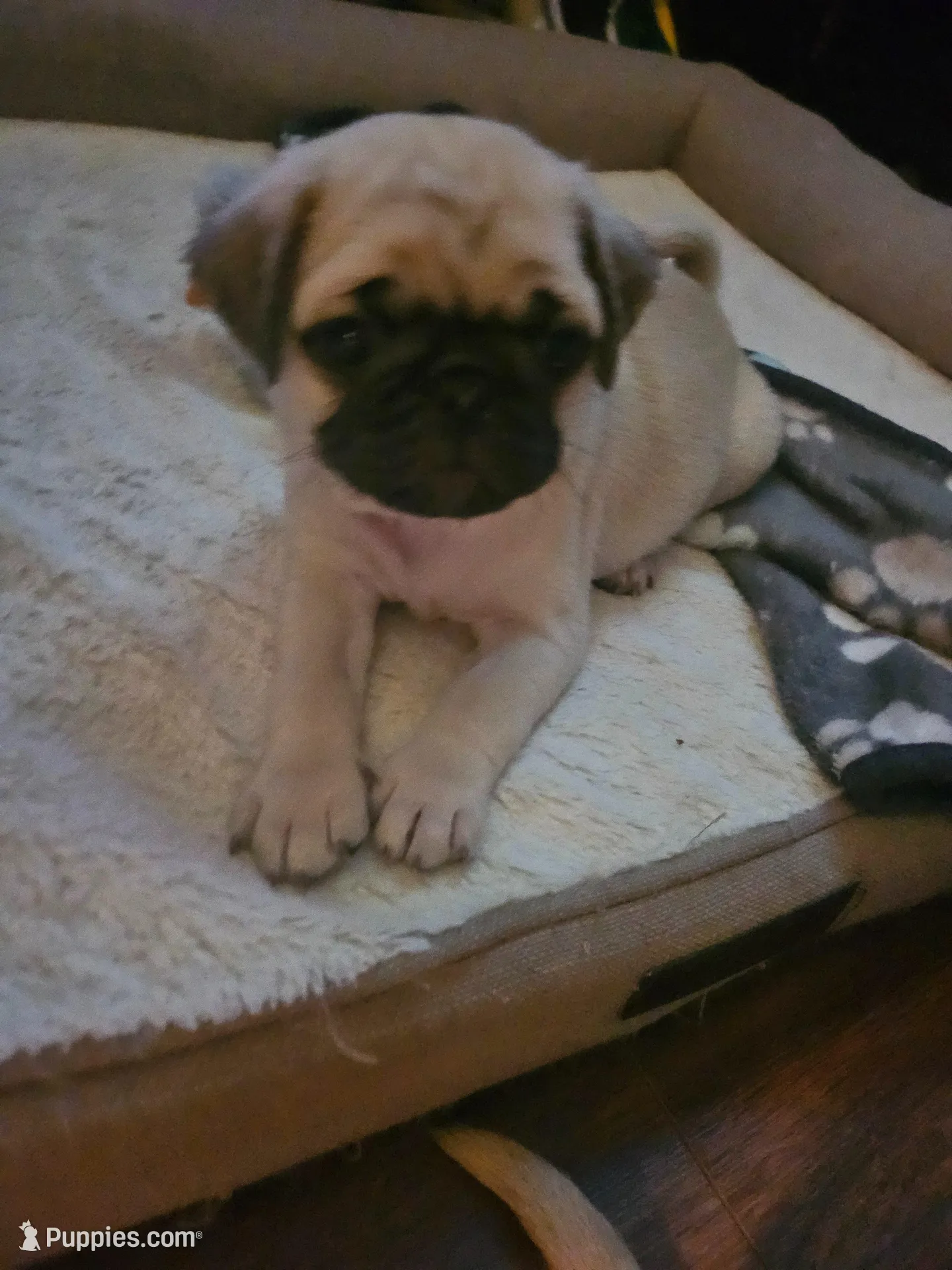 Mr White – Pug puppy for sale in Hope Mills, NC
