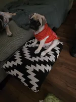 Mr White, a male Pug for sale in Hope Mills, NC – 4 of 4
