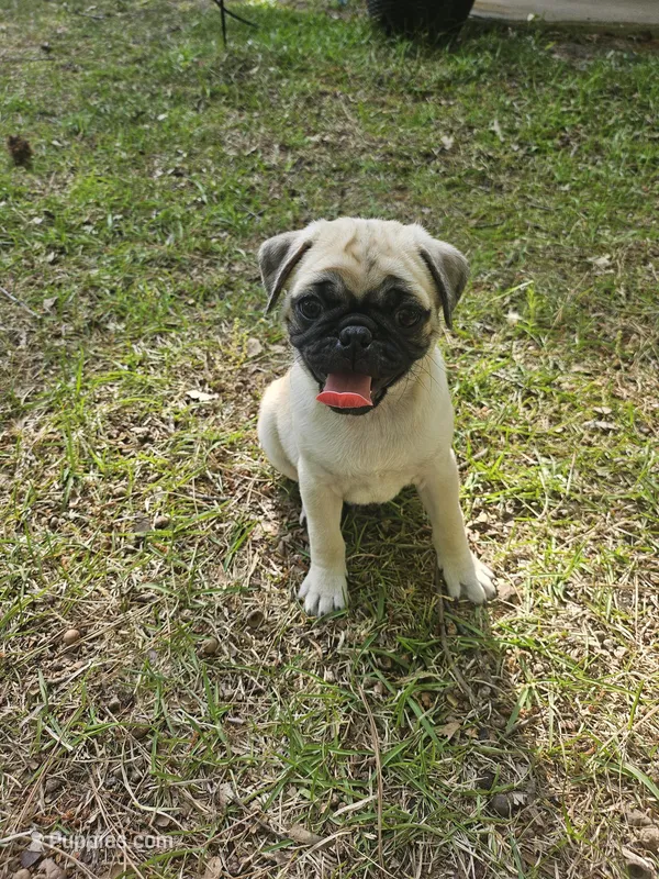 Mr White – Pug puppy for sale in Hope Mills, NC